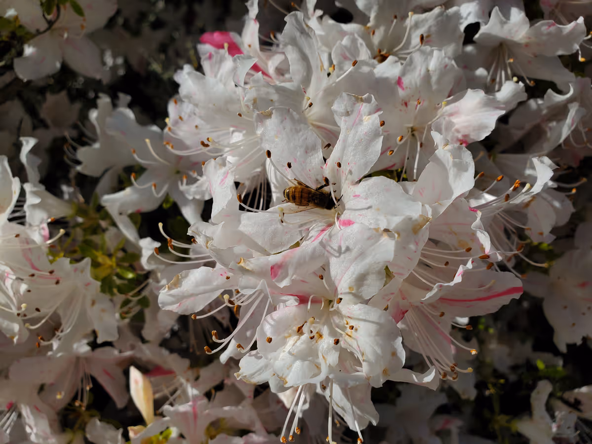 a bee, its fuzzy body clearly visible, collects pollen from one of many white flowers