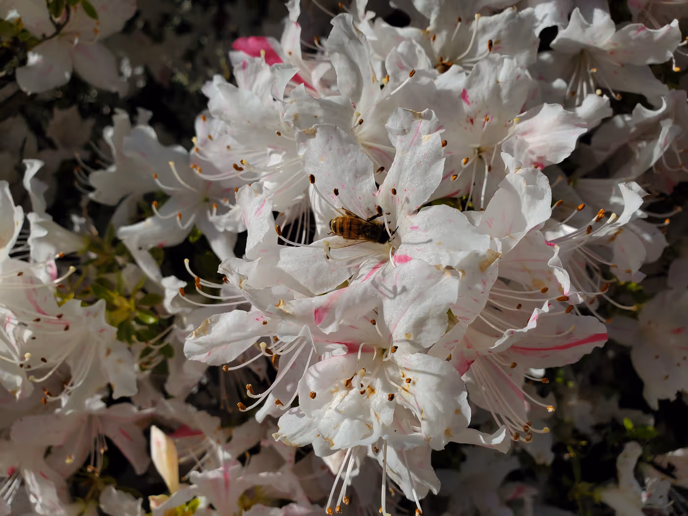 "a bee, its fuzzy body clearly visible, collects pollen from one of many white flowers"