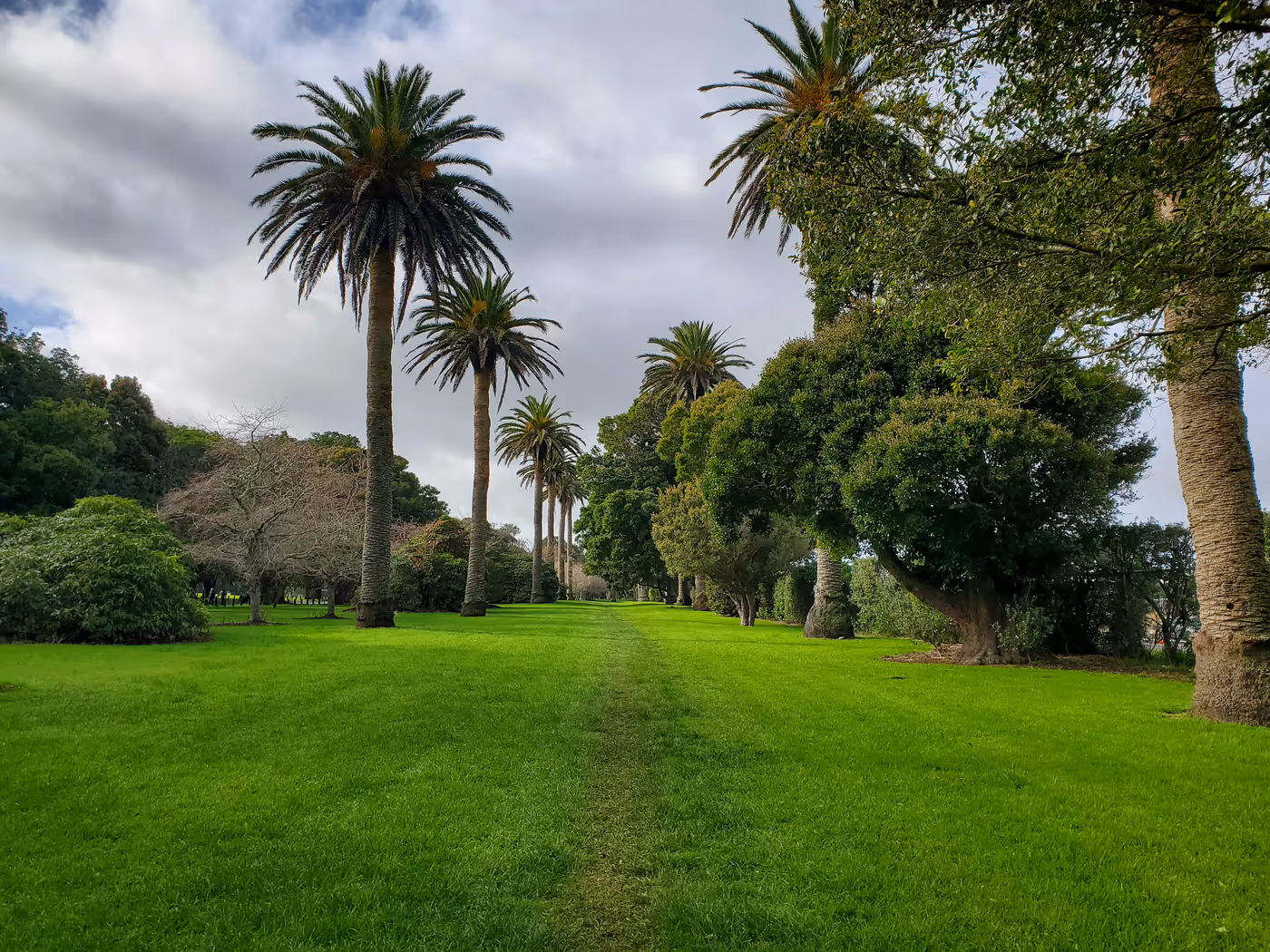 a track in Cornwall park amidst a lush lawn lined with palm trees
