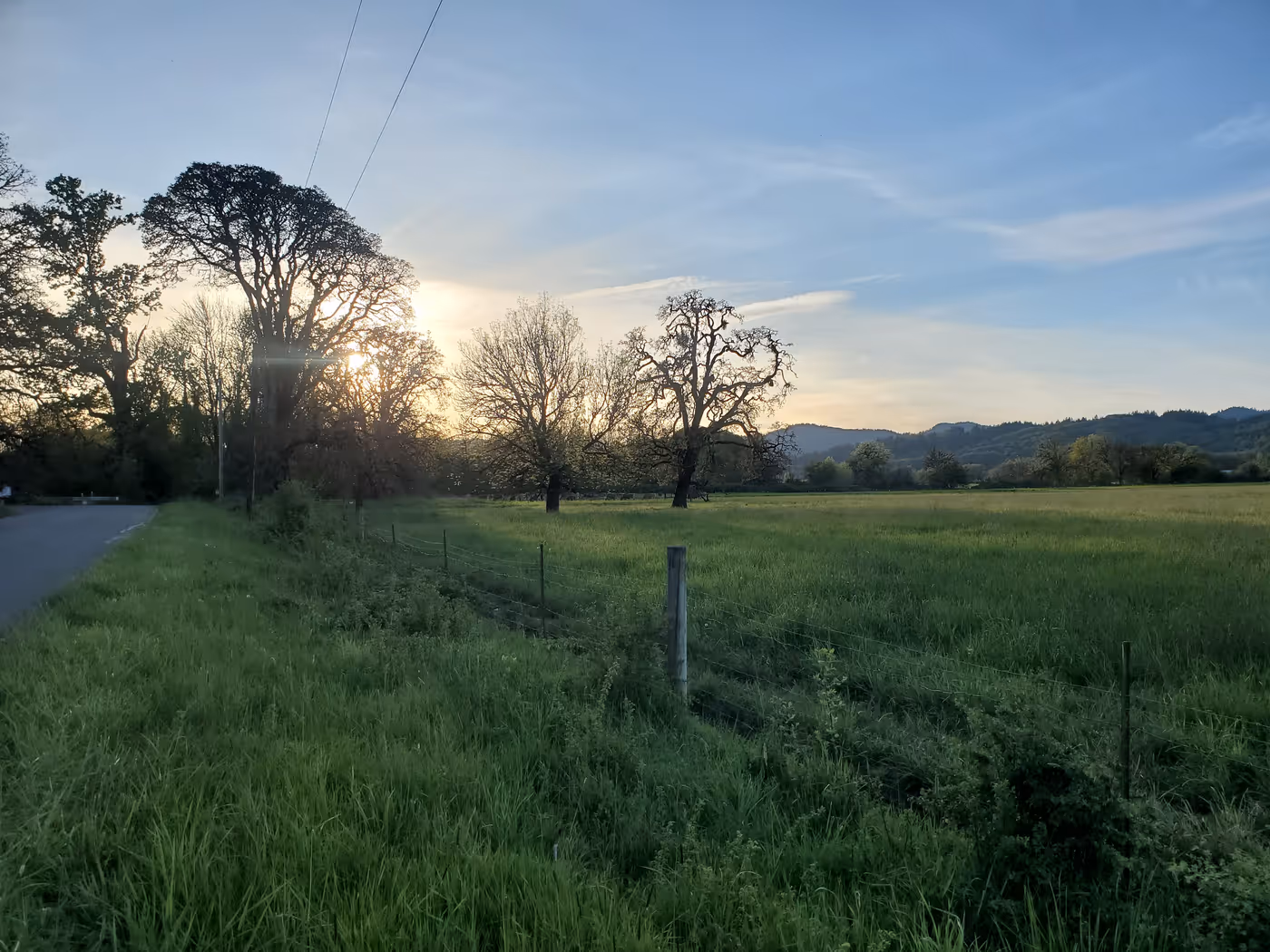 "the sun sets over a field framed with trees and with cattle in the distance"