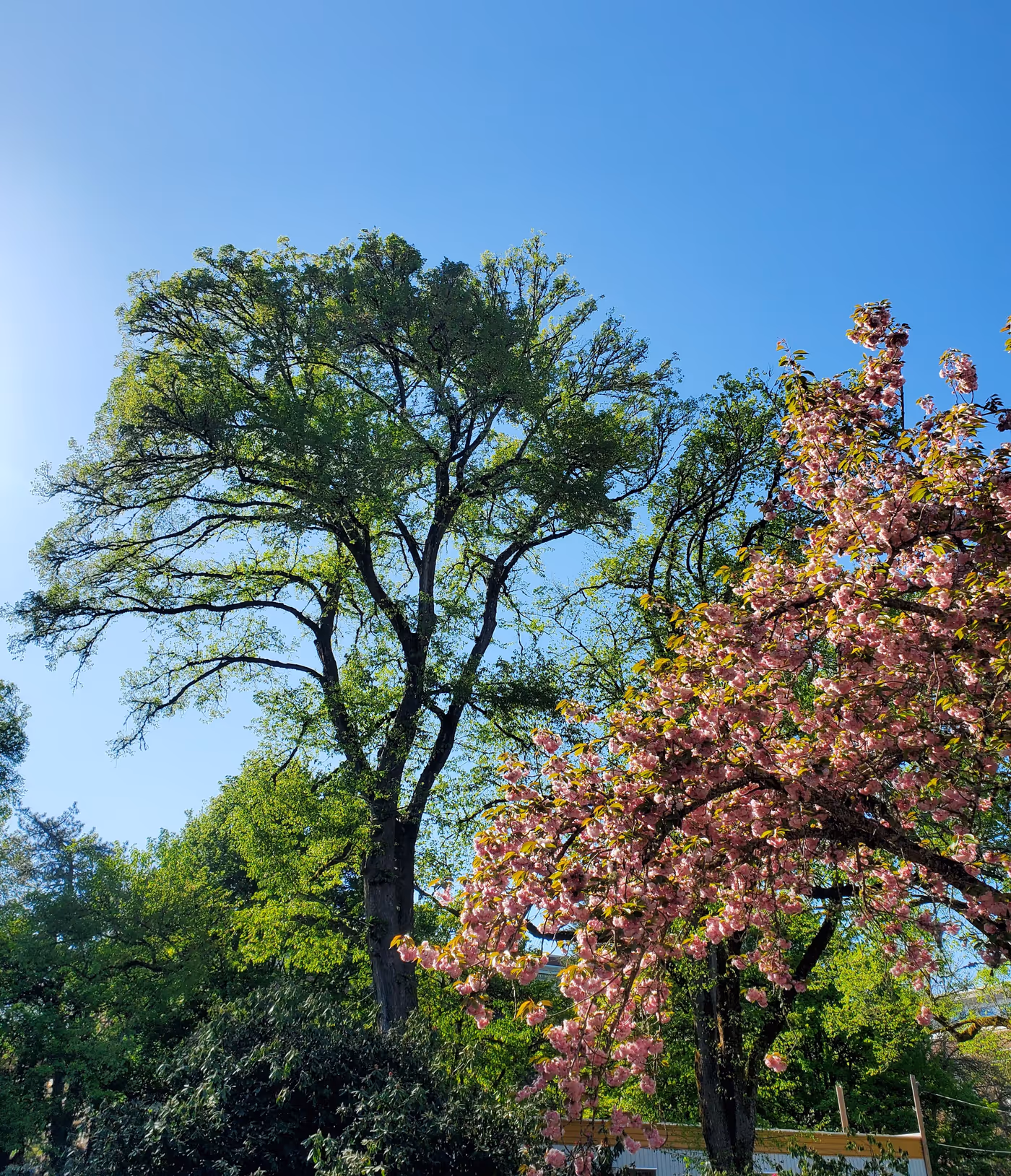 "a large deciduous tree and a tree with pink flowers"