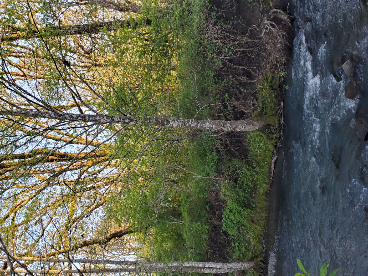 "a stream runs underneath a bank covered in tall deciduous trees at golden hour"