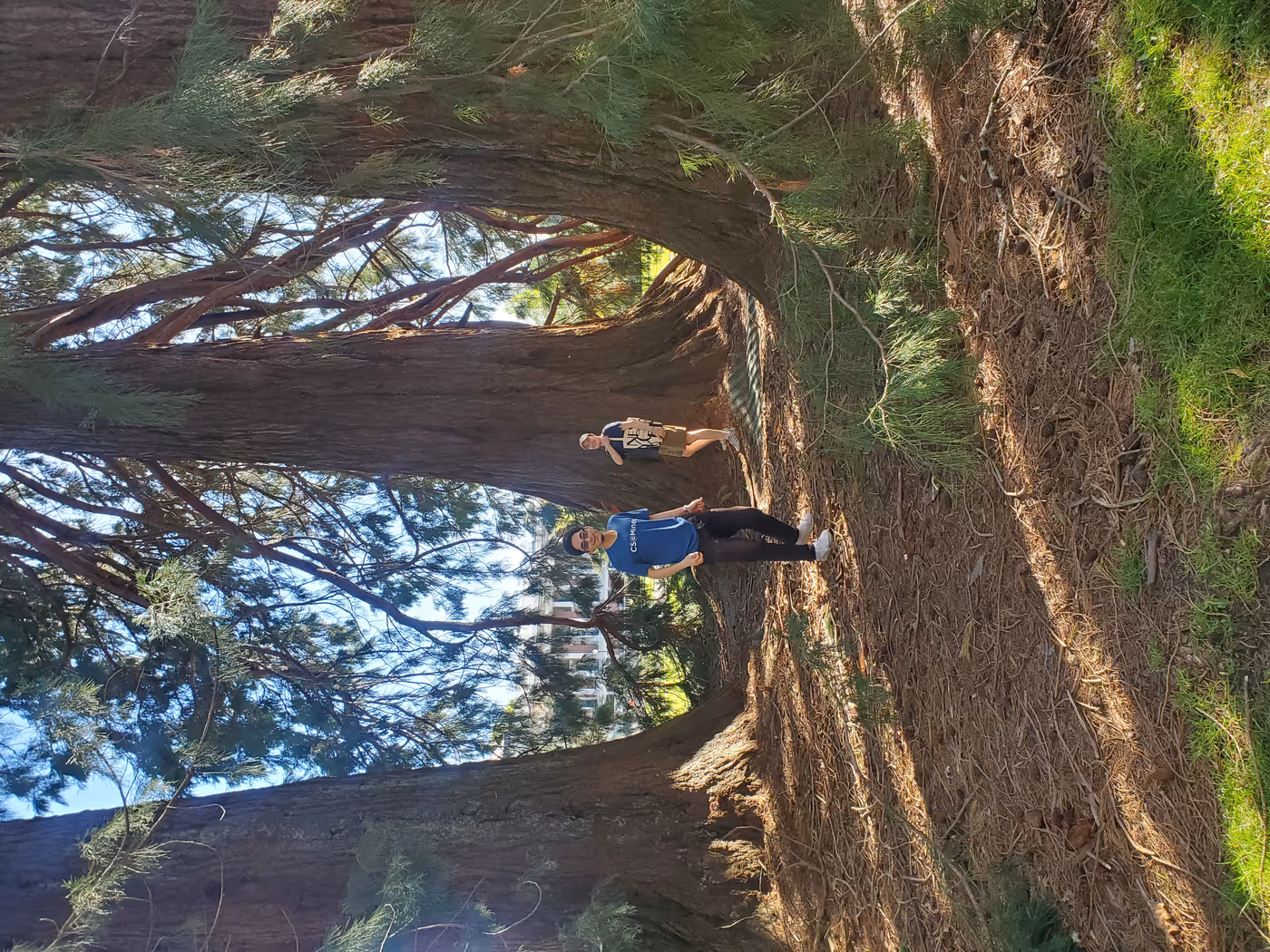 "two students walk between three enormous coniferous trees, only the bottoms of which are visible"