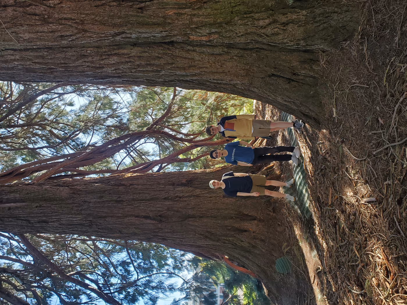 "three students pose in front of two enormous coniferous trees"