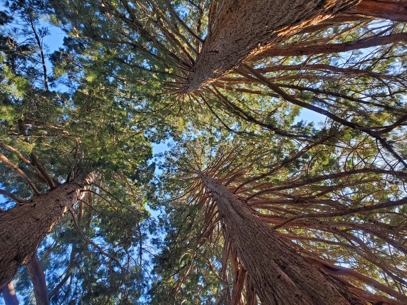 "the view from between three trees, looking directly upward"